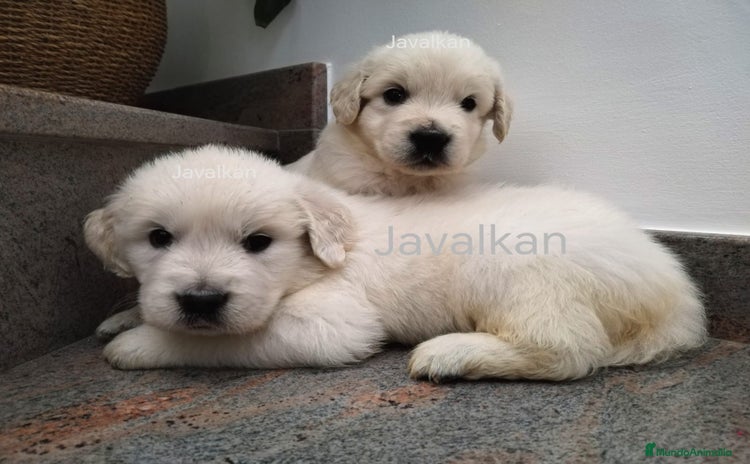 Golden Retriever perros en Madrid - Anuncio 14