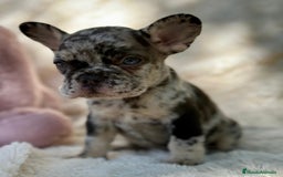 Bulldog Francés perros en venta: BULLDOG FRANCÉS MERLE OJOS AZULES - Imagen 2