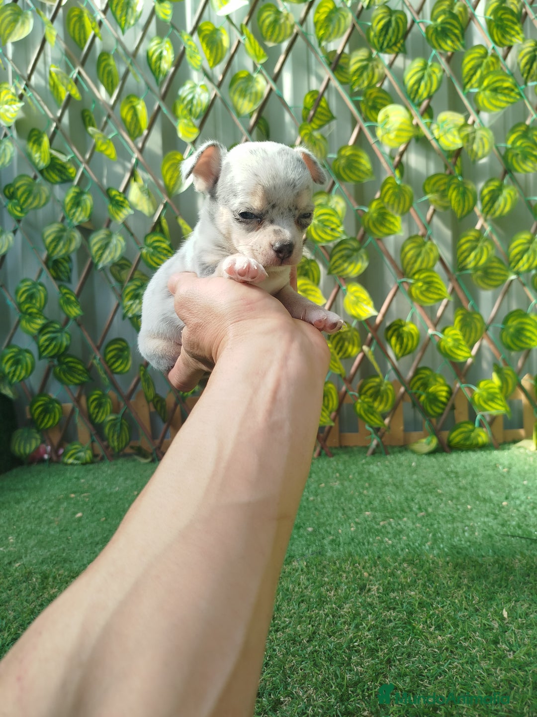 Chihuahua perros en venta: Chihuahua toy - Imagen 6