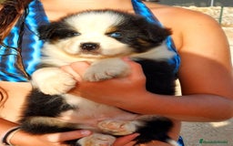Pastor Australiano perros en venta: Cachorros pastor australiano  - Imagen 9