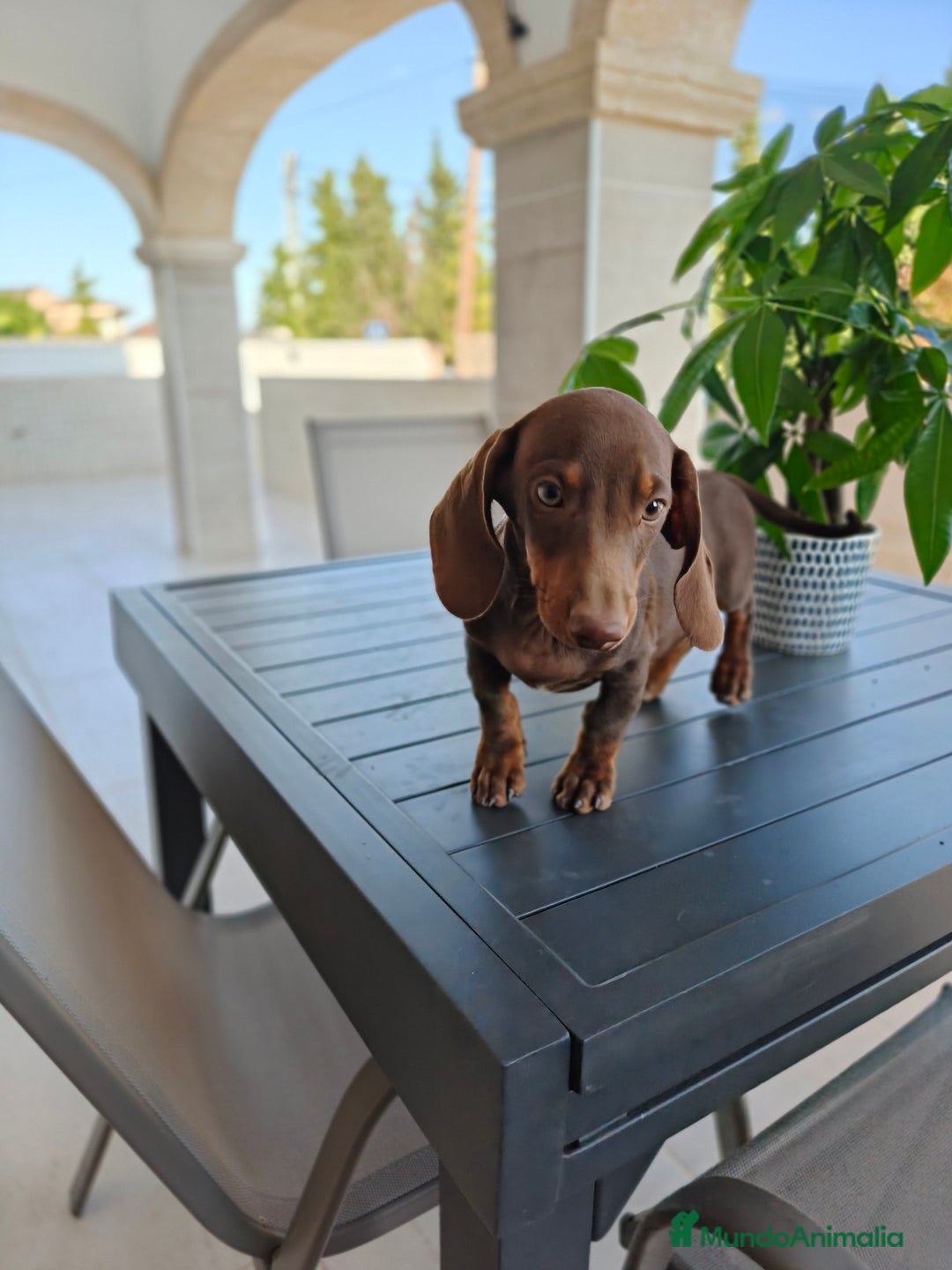 Teckel perros en venta: Teckel - Imagen 11