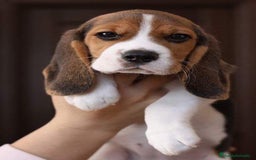 Beagle perros en venta: Macho y hembra Beagle listos para un hogar 💖 - Imagen 3