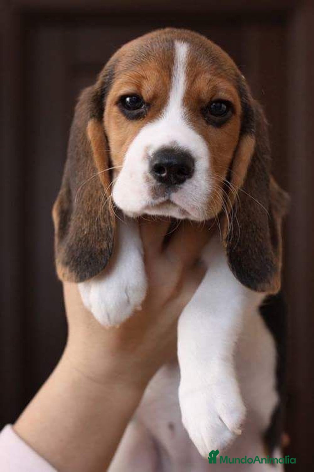 Beagle perros en venta: Macho y hembra Beagle listos para un hogar 💖 - Imagen 3