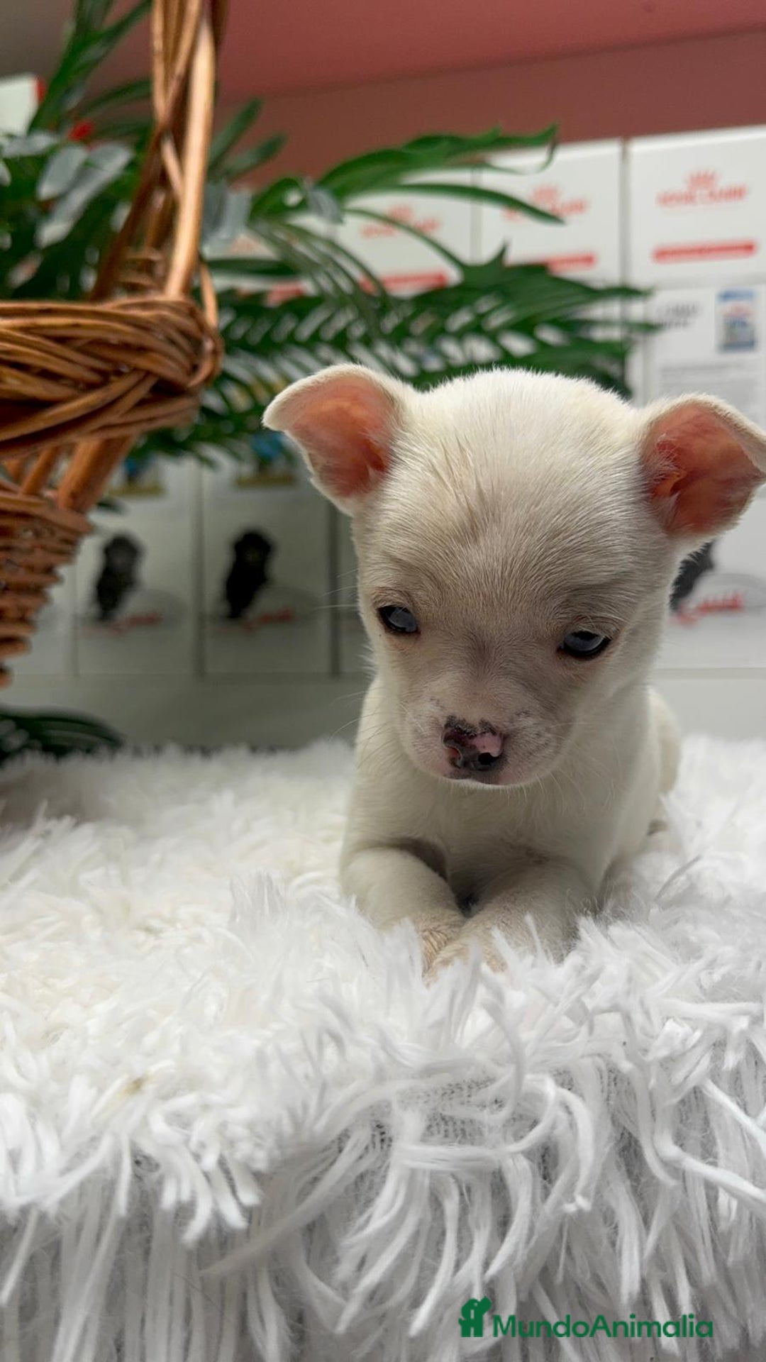 Chihuahua perros en venta: CHIHUAHUA MACHO - Anuncio 24