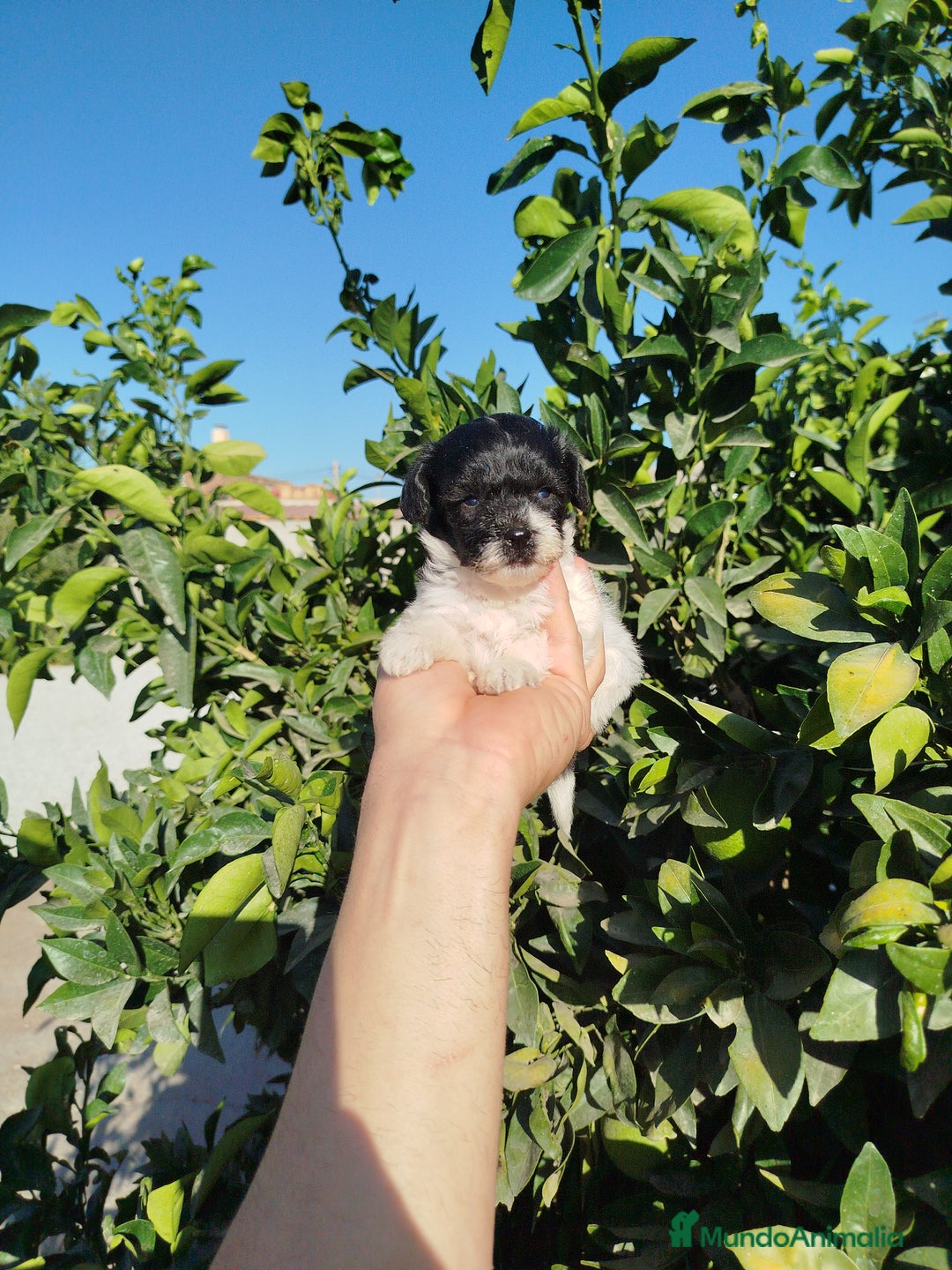 Maltipoo perros en venta: Maltipoo toy blanco y negro  - Imagen 2