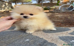 Pomerania perros en venta: Pomerania Toy hembra - Imagen 3
