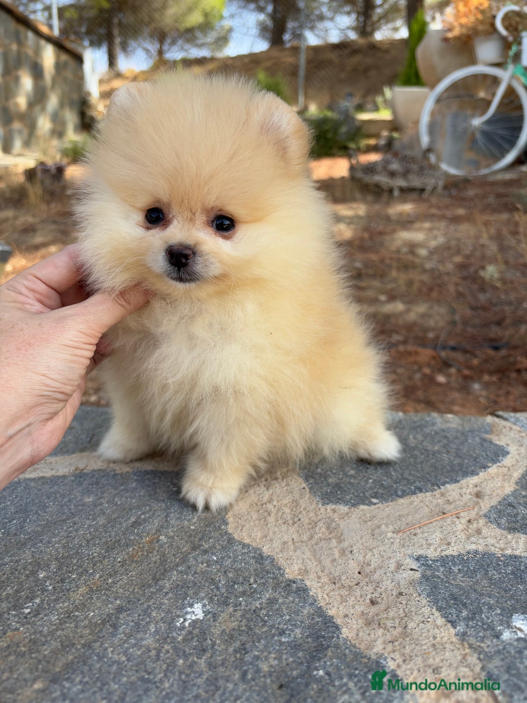 Pomerania perros en venta: Pomerania Toy hembra - Imagen 3