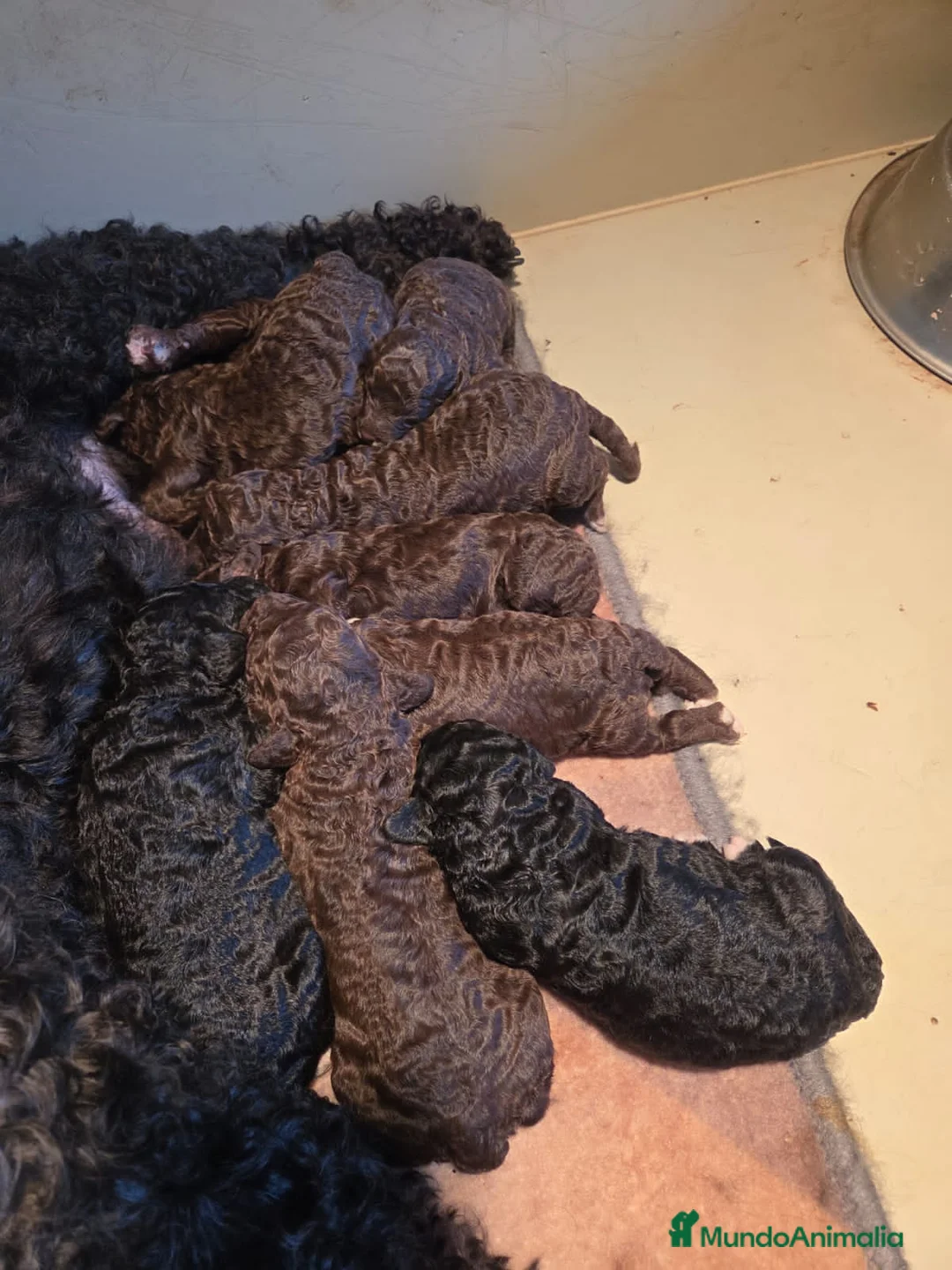 Perro de Agua Español perros en venta: Perritos de agua en Barcelona - Anuncio 2