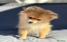 Pomerania perros en venta: Lulu pomerania toy - Imagen 8