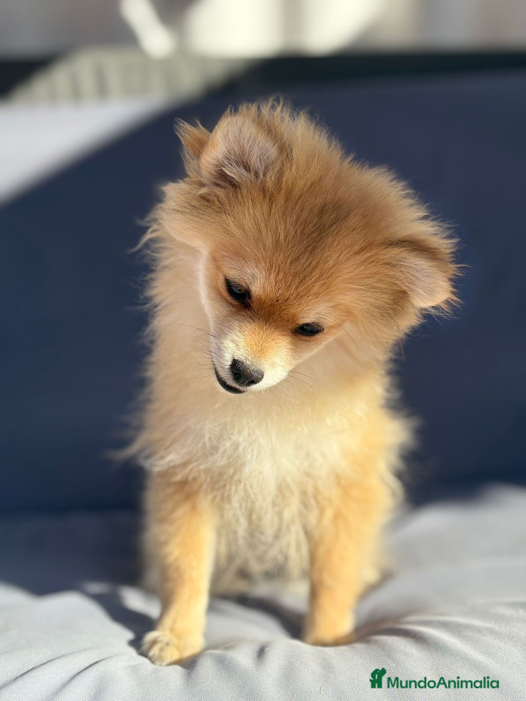 Pomerania perros en venta: Lulu pomerania toy - Imagen 8