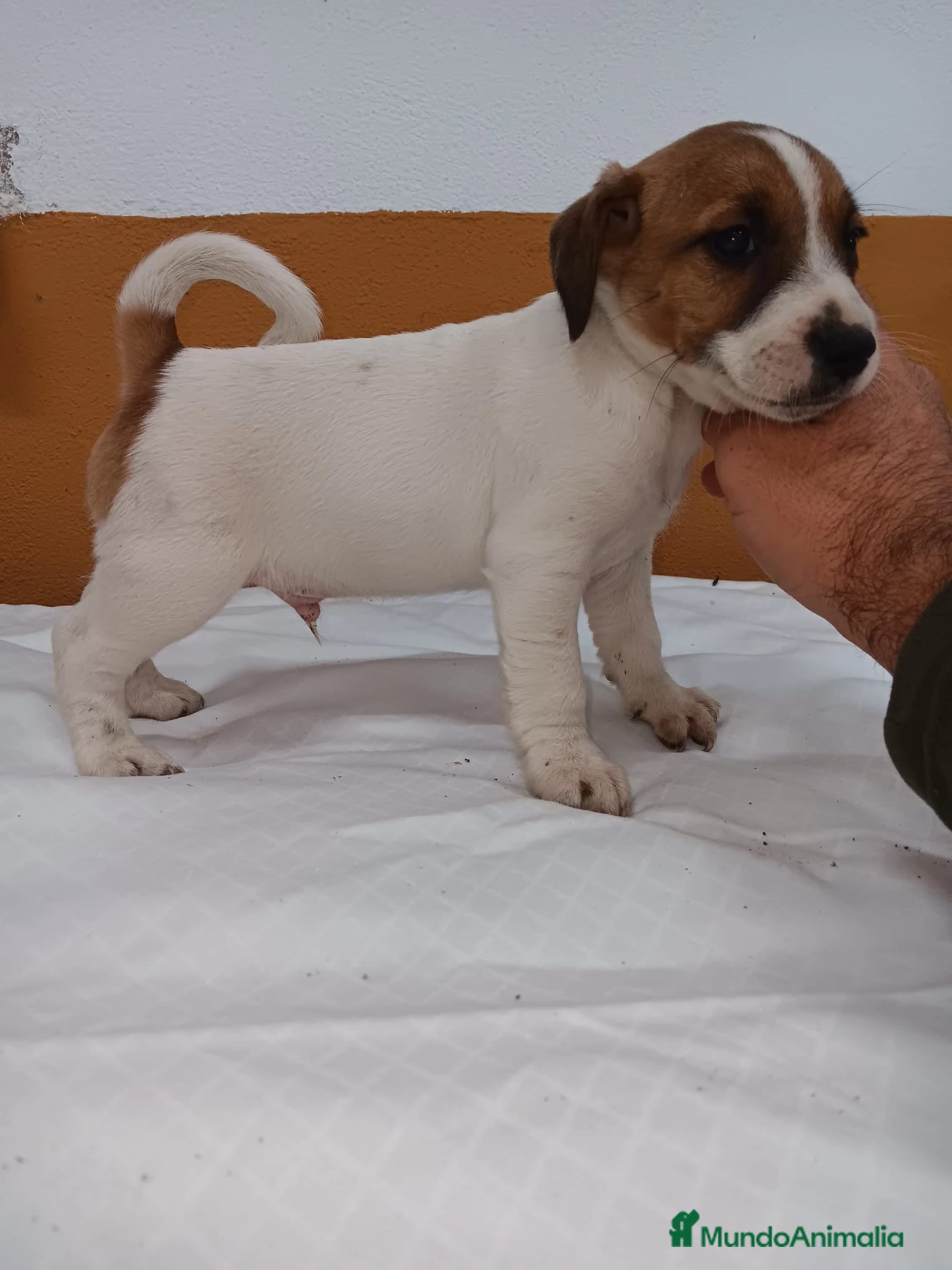 Jack Russell Terrier perros Jack Russell  - Anuncio 1