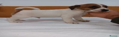 Jack Russell Terrier Cachorro 1