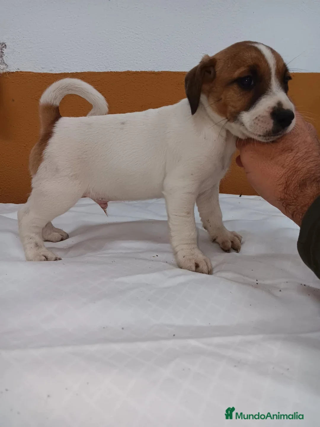 Jack Russell Terrier perros en venta: Jack Russell  - Anuncio 1
