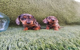 Teckel Miniatura perros en venta: TECKEL MINI ARLEQUIN  - Imagen 1