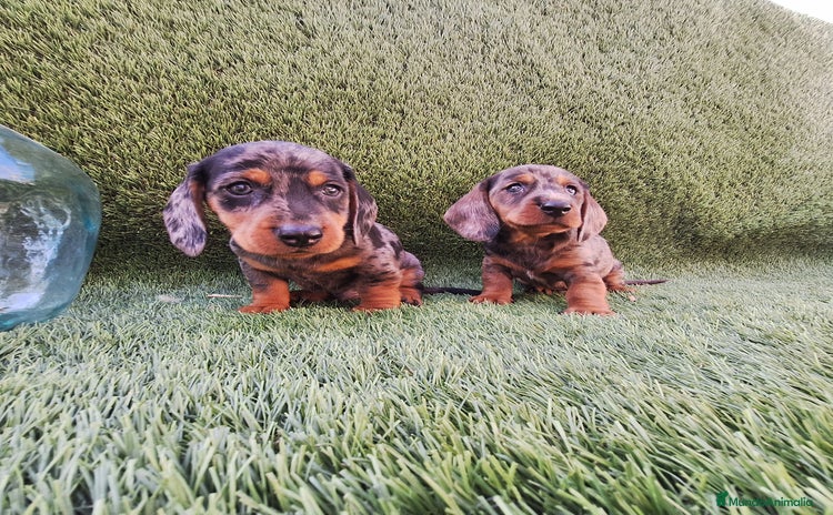 Teckel Miniatura perros - Anuncio 5
