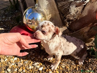 Chihuahua perros Chihuahua merlr - Anuncio 1