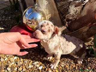 Chihuahua perros Chihuahua merlr - Anuncio 12