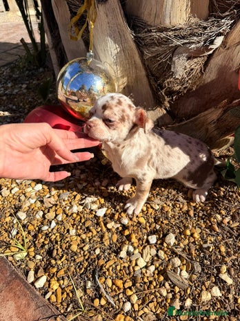 Chihuahua perros Chihuahua merlr - Anuncio 1