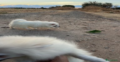 Pomerania perros - Anuncio 4