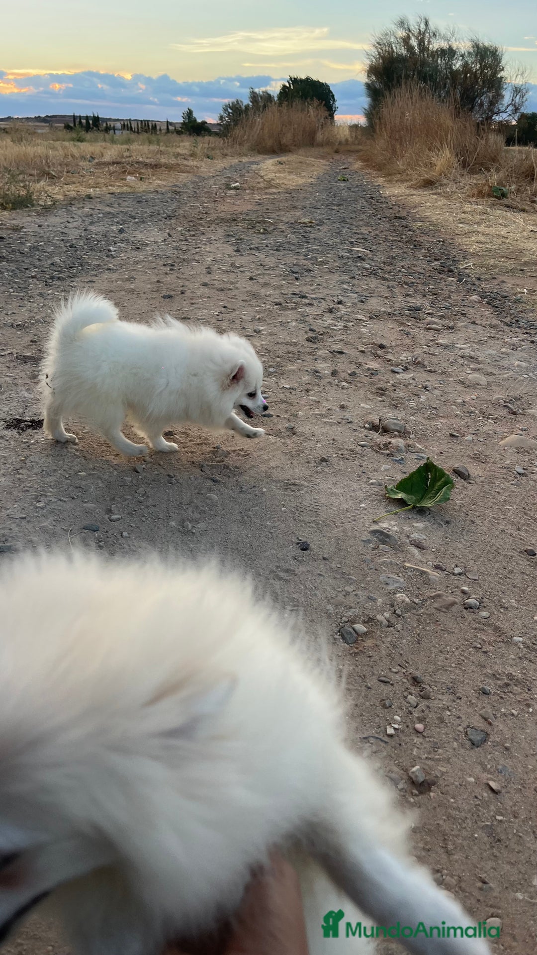 Pomerania perros en venta: Pomerania blanco  - Imagen 3