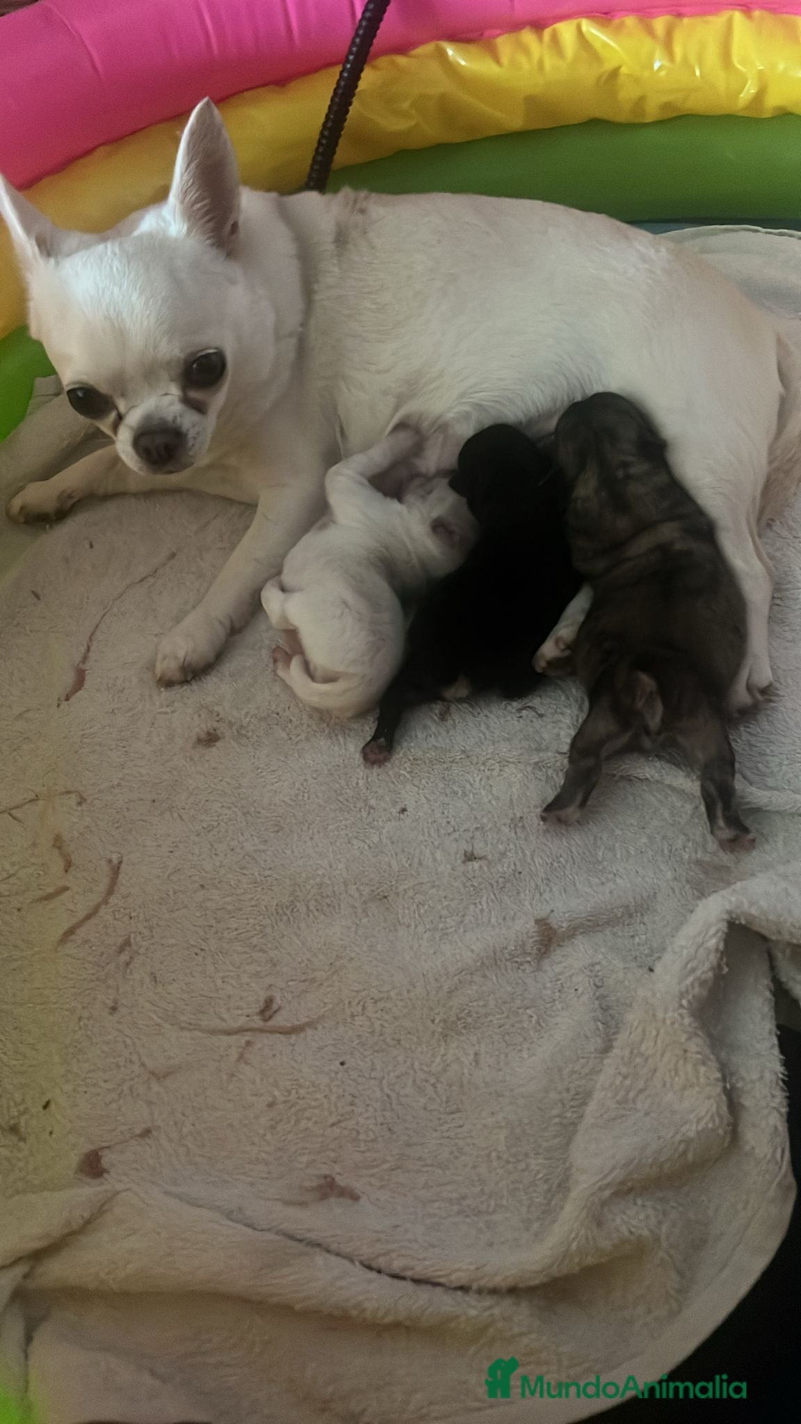 Chihuahua perros Machito de chihuahua minitoy - Anuncio 1