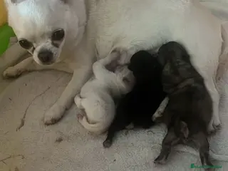 Chihuahua perros Machito de chihuahua minitoy - Anuncio 1