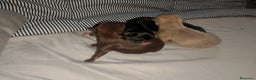 Chihuahua perros en venta: Cachorro de chihuahua enano  - Anuncio 4