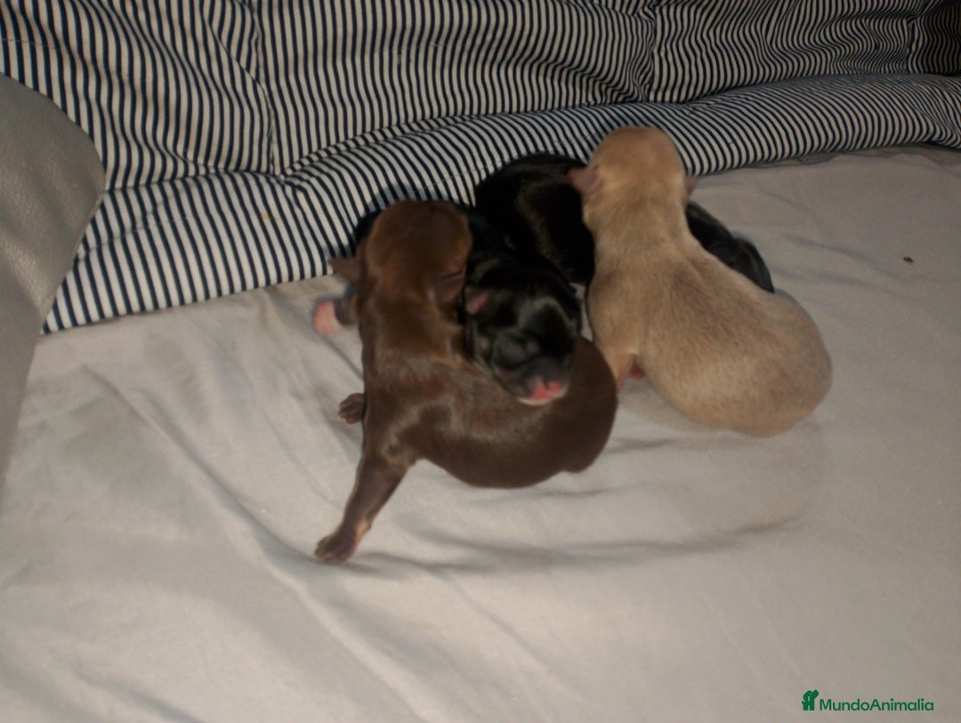 Chihuahua perros en venta: Cachorro de chihuahua enano  - Anuncio 4