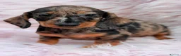 Teckel Miniatura perros en venta: TECKEL MINIATURA PELO DURO - Anuncio 4