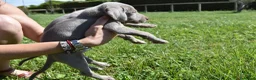 Weimaraner perros en venta: Excelente camada de Braco de Weimar  - Anuncio 7