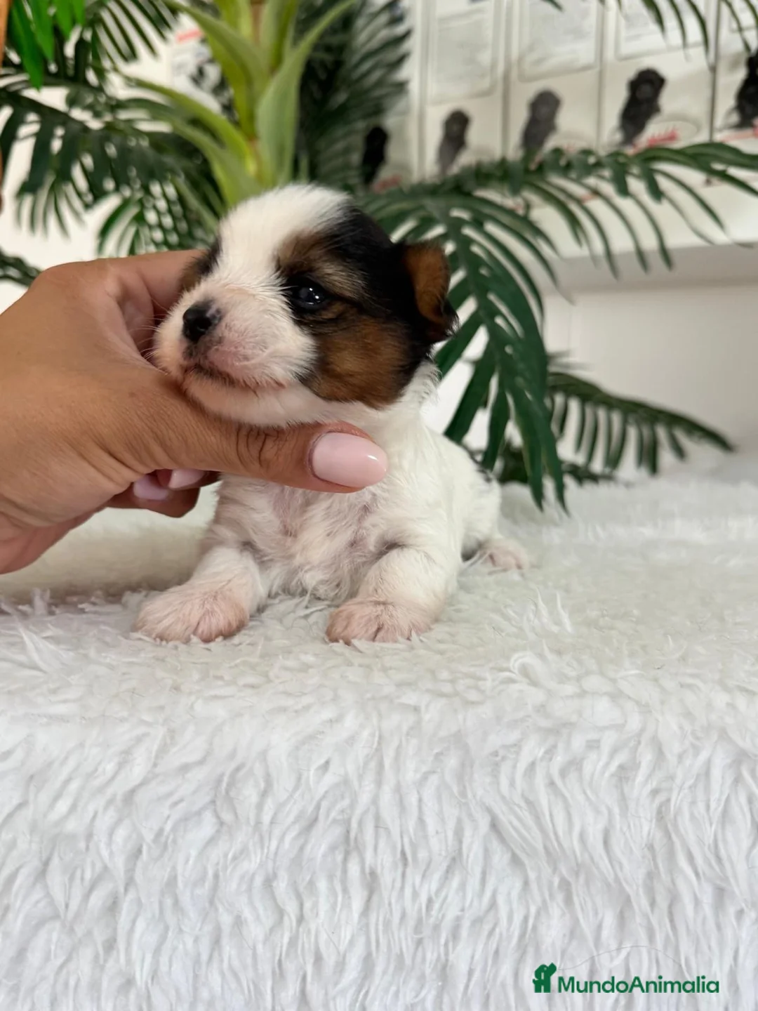 Yorkshire Terrier perros en venta: YORKSHIRE BIEWER HEMBRAS - Anuncio 2