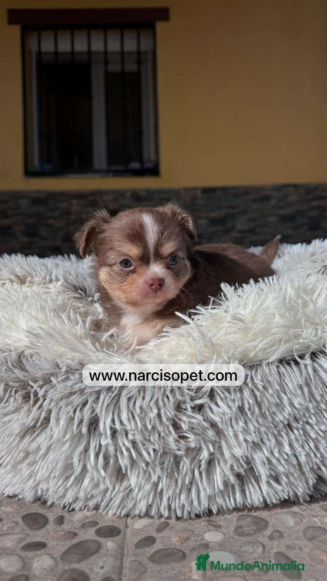 Chihuahua perros en venta: CHIHUAHUA PELO LARGO CAMADA - Imagen 2