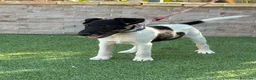 Fox Terrier de Pelo Liso perros en venta: Precioso cachorro de fox terrier  - Anuncio 2