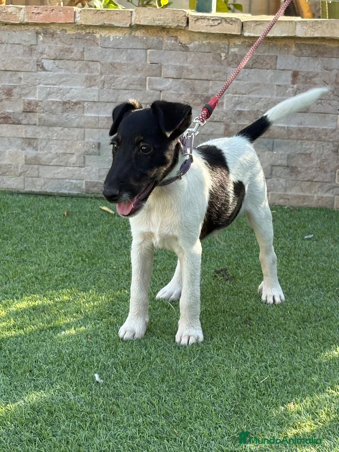 Fox Terrier de Pelo Liso perros en venta: Precioso cachorro de fox terrier  - Anuncio 2