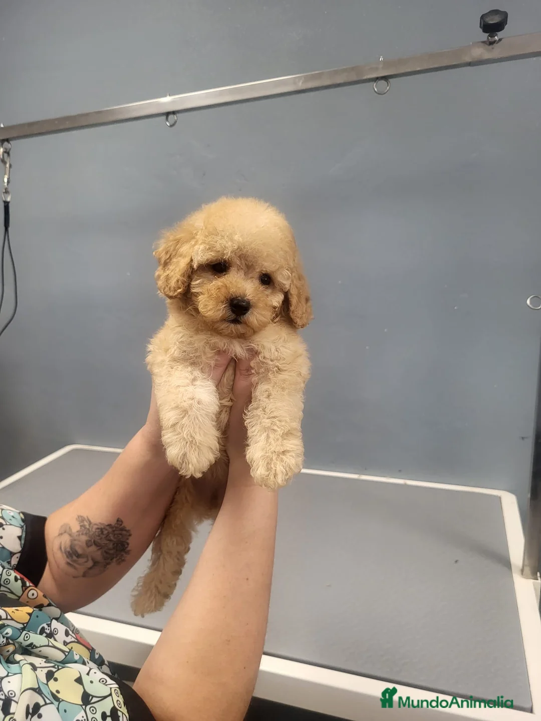 Caniche Enano perros en venta: Caniches espectaculares  en Barcelona - Anuncio 3