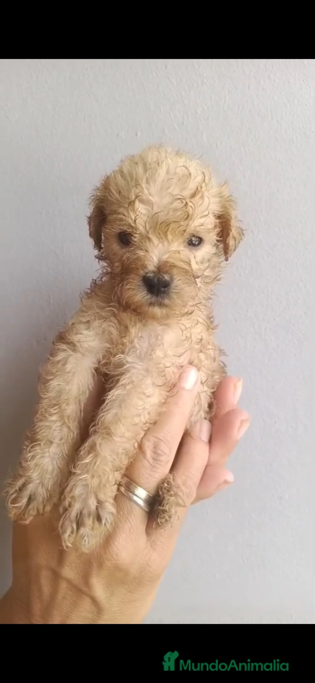 Caniche Toy perros en venta: Caniche toy disponible 🐶🐾🔥 en Córdoba - Anuncio 1