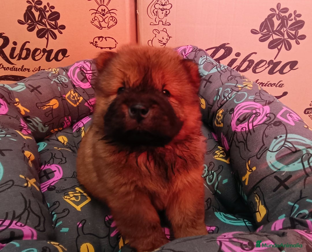 Chow Chow perros en venta: CACHORROS DE CHOW-CHOW  - Imagen 3
