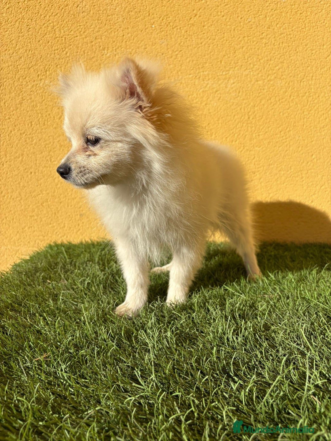 Pomerania perros en venta: pomerania toy macho blanco  - Imagen 15