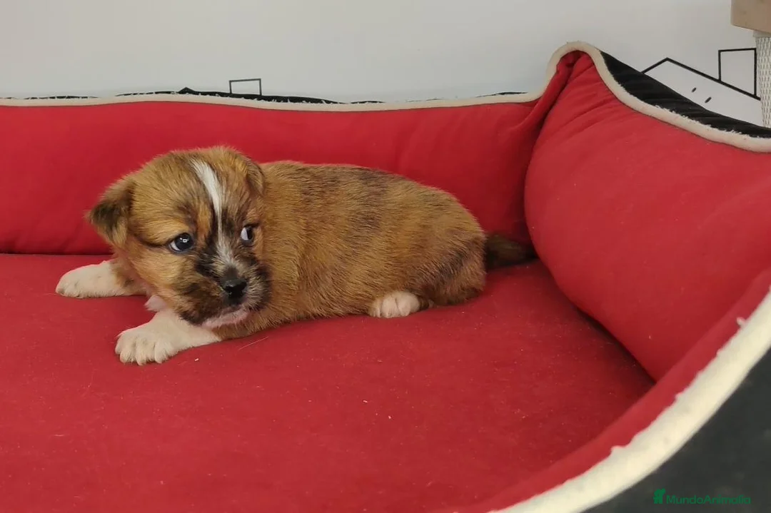 Raza Mixta perros en venta: Shihtzu- westhy - Anuncio 1