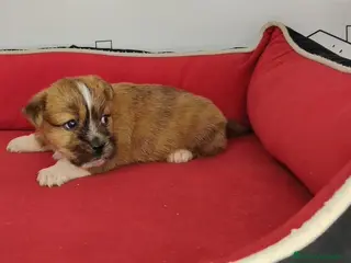 Raza Mixta perros Shihtzu- westhy - Anuncio 13