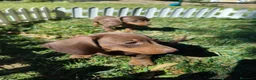 Teckel Miniatura perros en venta: teckel kaninchen - Anuncio 2