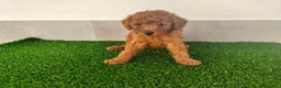 Caniche Toy perros en venta: Caniches toy - Anuncio 27