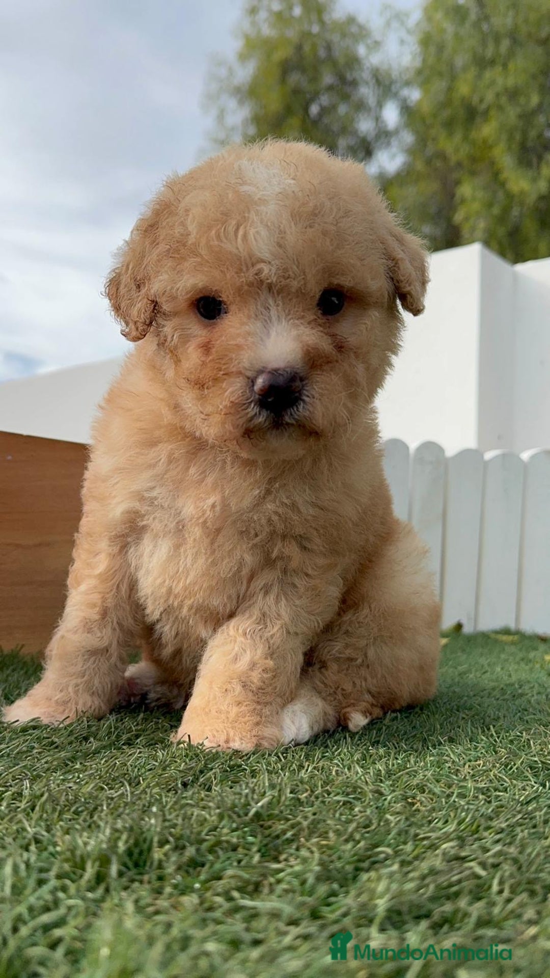 Perro de Agua Español perros en venta: PERRO DE AGUA ESPAÑOL - Anuncio 20