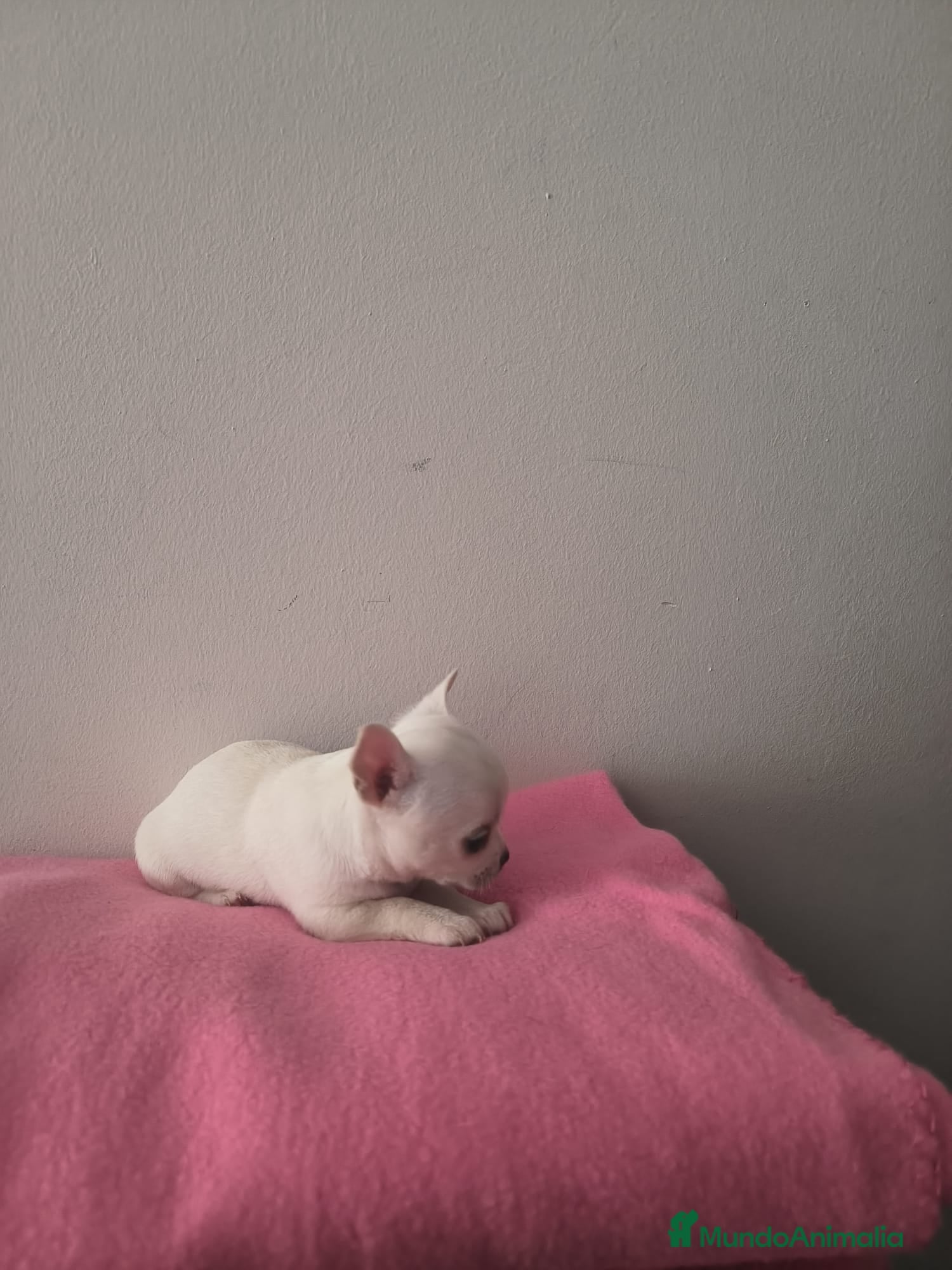 Chihuahua perros Chihuahuas - Anuncio 3