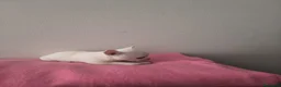 Chihuahua perros en venta: Chihuahuas - Anuncio 1