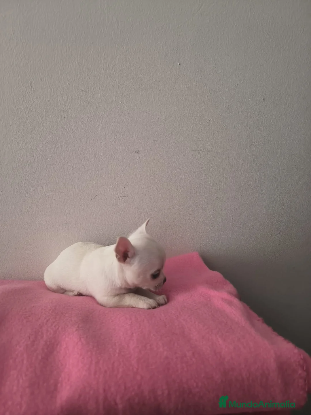 Chihuahua perros en venta: Chihuahuas - Anuncio 1