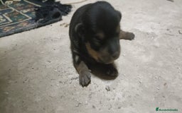Chihuahua perros en venta: Chihuahua - Imagen 4
