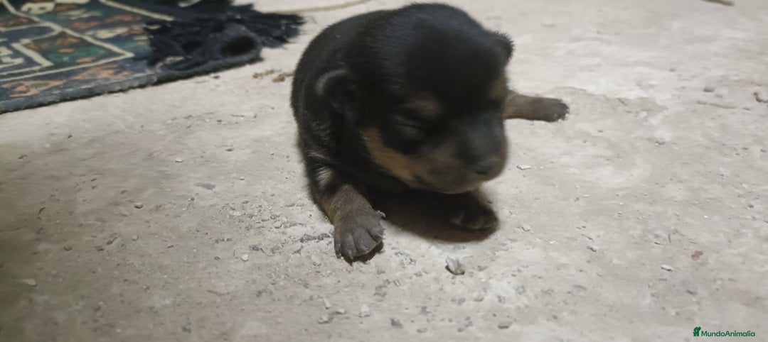 Chihuahua perros en venta: Chihuahua - Imagen 4
