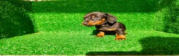 Teckel Miniatura perros en venta: Teckel miniatura  - Anuncio 14