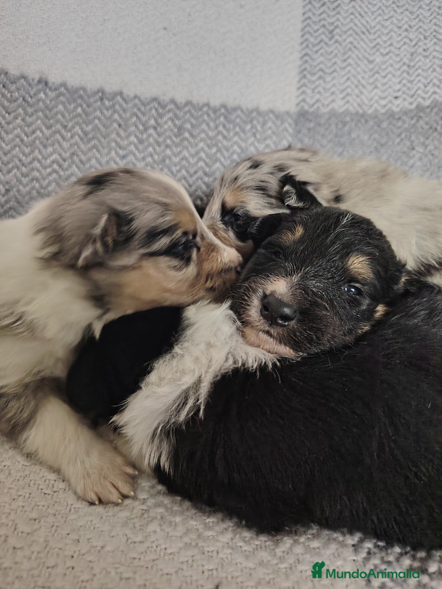 Collie de Pelo Largo perros Cachorros collie pelo largo/ rough collie - Anuncio 1